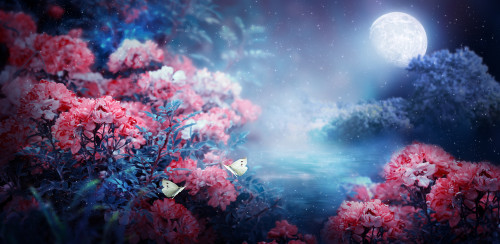 Ritual Magie: Foto: © Julia_Ardaran / shutterstock / #1903127728
